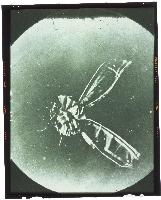 Photographs of James Clerk Maxwell's original green, blue and red plates of a tartan ribbon, which reside on 14 India Street, Edinburgh, the house where he was born. Thogether these created the first permanent colour photographs, in 1861.